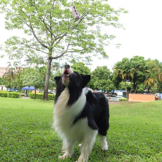 Dog Sausage Chew Toy Dental Health Pet Toy Mental Stimulation Treat Dispenser Interactive Puppy Toy for Aggressive Chewers Small Medium Large Dogs