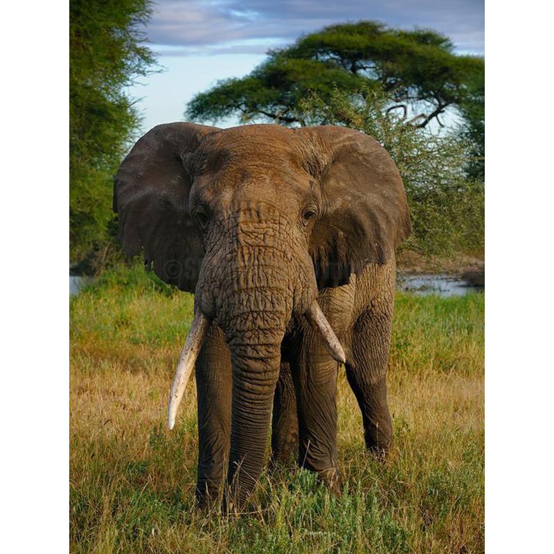 

Diy Слон 5D алмазная живопись полная круглая дрель мозаика животные Алмазная вышивка наборы крестиков домашний декор настенный художественный подарок Full Round 20x30CM