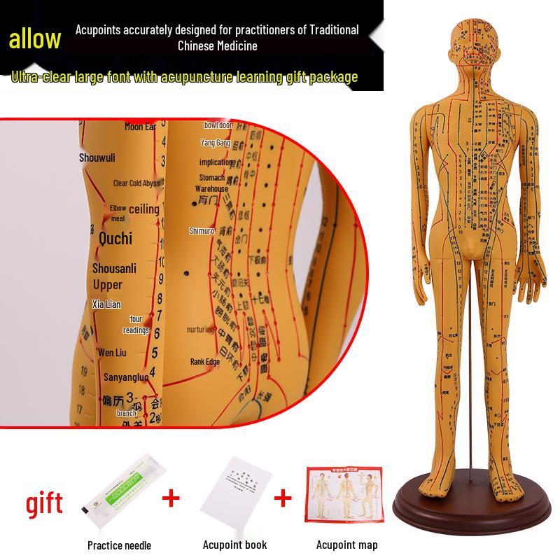 Ultra-Clear Silicone Model: Acupuncture & Meridians Teaching for Tuina Massage Practice