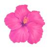 8Pcs Hawaiian Hibiscus Flower Shape Paper Placemat Summer Wedding Birthday Party Dining Table Decor Supplies Disposable Tablemat