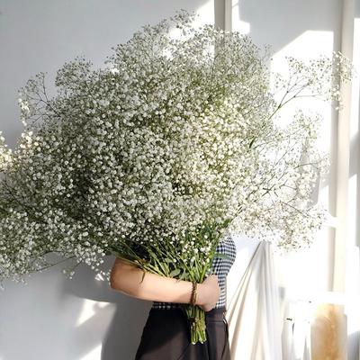 Biały Naturalny Suszony Gipsówka Baby's Lychee Suszone Kwiaty Gipsówka Kompozycja Dekoracja Domu Dekoracja Stołu Weselnego Kwiatowy DIY