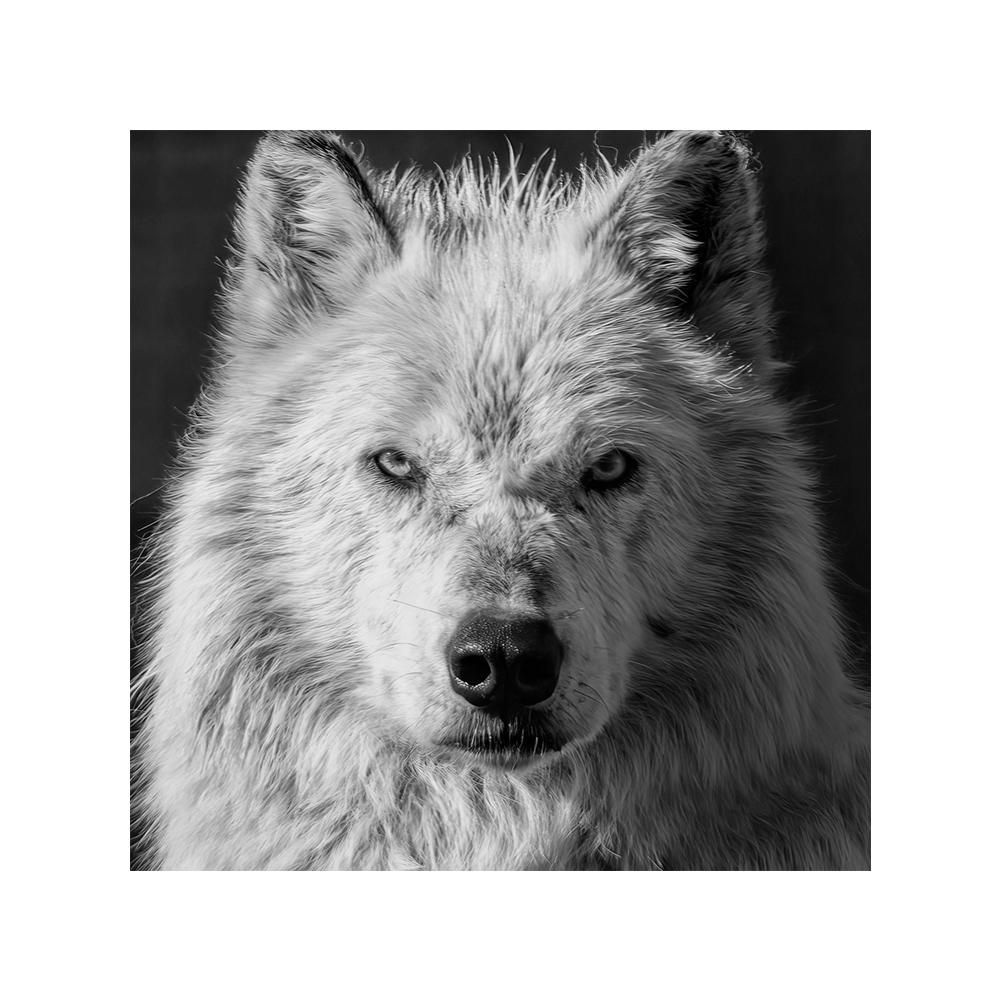 

Волк, черно-белая фотография, современная дикая природа, настенное искусство, холст с принтом, постер, изображение животного для гостиной, домашний декор, Cuadros 70x70cm no frame