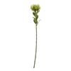Hill Interiors Protea Lorea Stem Artificial Plant
