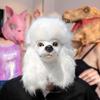 Dog Head Animal for Carnival Performance Masquerade Festival