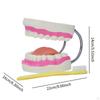 Zahnzahnmodell, 6-mal vergrößert, Standardgröße, Mund zur Anzeige