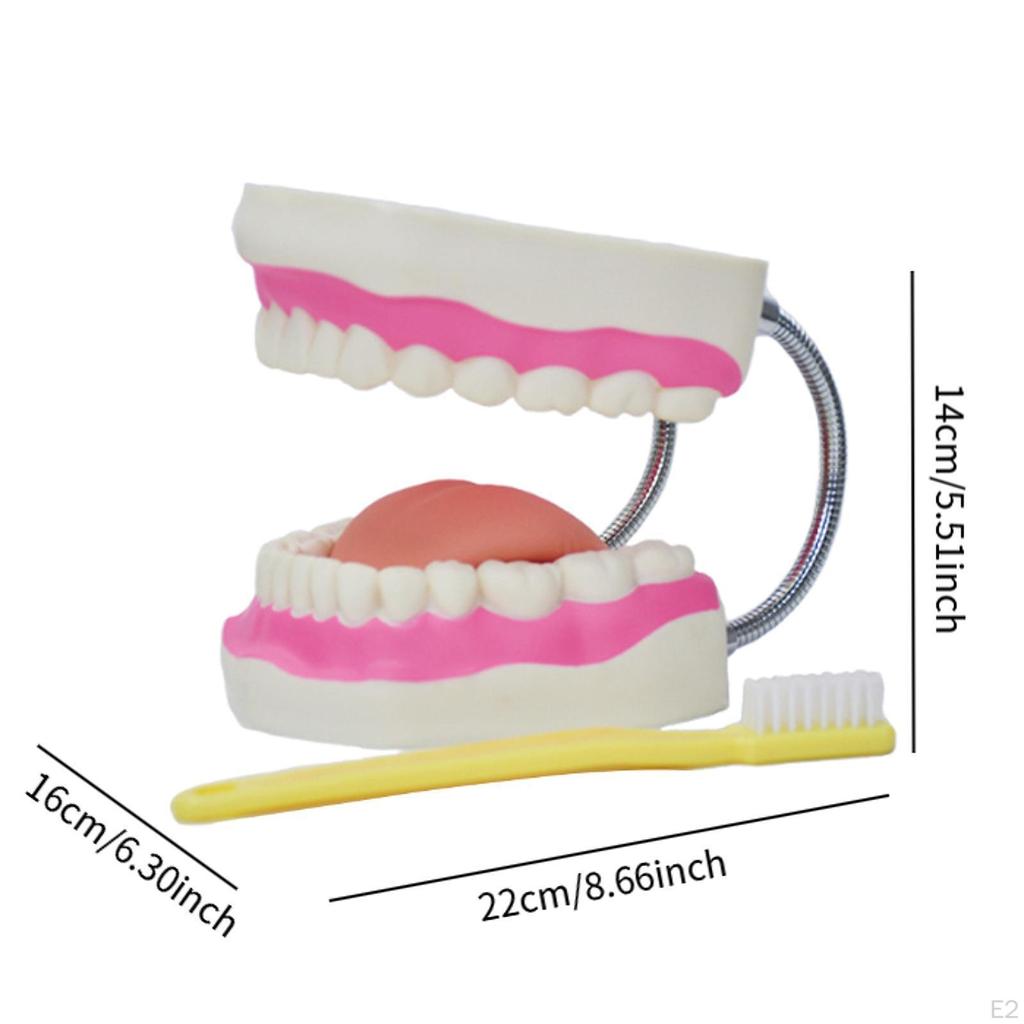 Zahnzahnmodell, 6-mal vergrößert, Standardgröße, Mund zur Anzeige