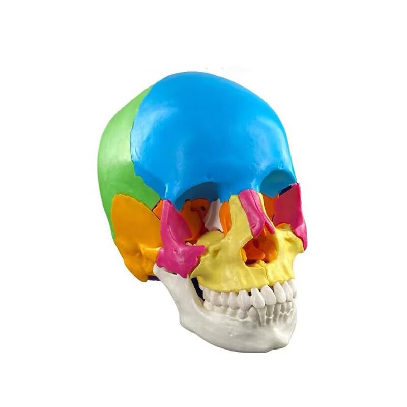 Detachable Life-Size Colored Skull Model