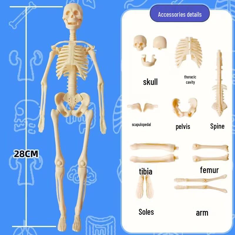 Children's 3D Human Body Skeleton & Organ Anatomy Educational Model 