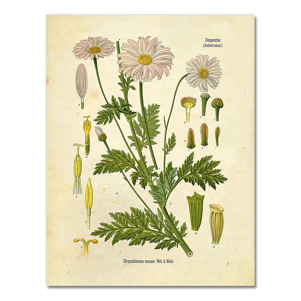 Vintage Wild Plant Poster Botanical Flower Study Living Room Hanging Painting Peony Picture Aesthetic Room Decor Canvas Paintng