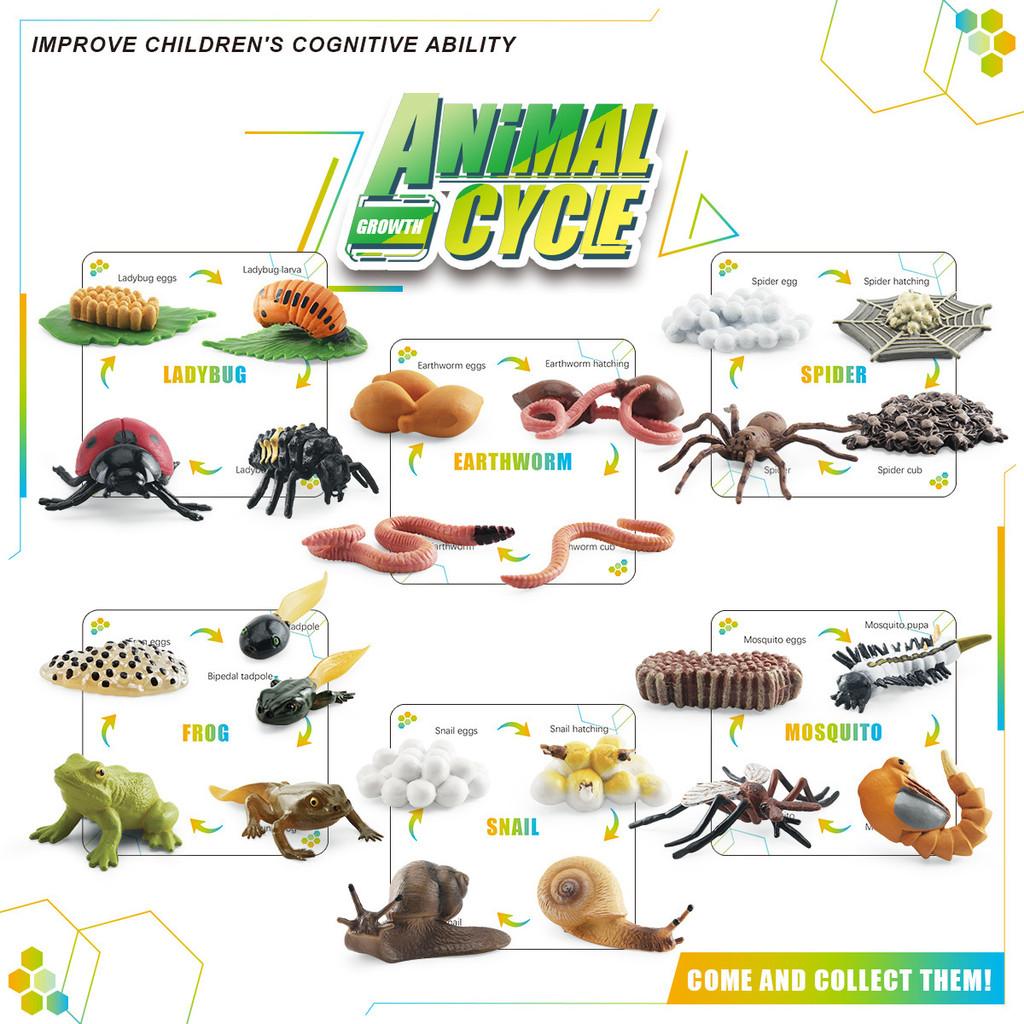 Realistic Animal Growth Cycle Storage Box Set With Mosquito Spider Ladybug Frog Worm Snail Models In Pink And Blue