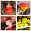 Red 1.5kg/3L Chicken Duck Feeder Bucket With Leg Poultry Food Fountain Chicken Chick Hen Lid Handle Feed Watering Supplies 1Pc