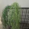 Elegant Artificial Boston Fern Vines Plastic Fake Greenery Plastic  Wedding Decor