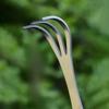 A Household Stainless Steel Three-pronged Hand Rake for Bonsai and A Double-headed Soil Press Knife for Bud Removal