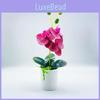 Artificial Orchid Plant With Pvc Material For Home Decor And Gift Giving