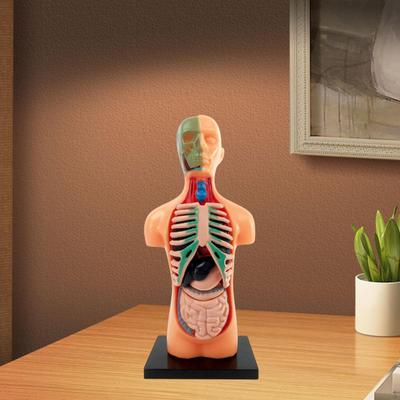 Human Body Model Removable with Base Education Organs Torso