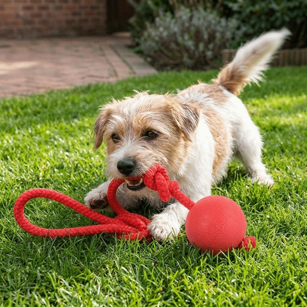 Round Shape Dog Chew Ball Cotton Rope Dog Elastic Toy Puppy Molar Toy  Outdoor Fetch Game