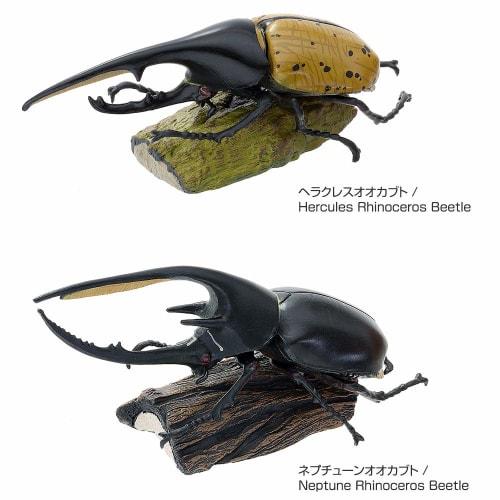 Carolata 3D Illustrated Rhinoceros Beetle Figures (6 Types / Includes Instruction Manual) Realistic Toys (Educational Toys) Birthday Gift Present (Foo