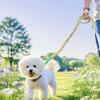 59 Inch Soft Cotton Rope Lead,Handmade Braided Dog Leash with Flowers for Small & Medium Dogs, All-Season for Walking, Training, Pet Accessories