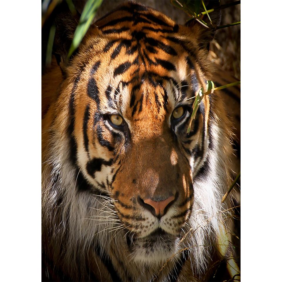 5D DIY Diamond Painting Animal Tiger Rhinestone Art Picture Full Diamond Embroidery Mosaic Home Decor Gift Kit