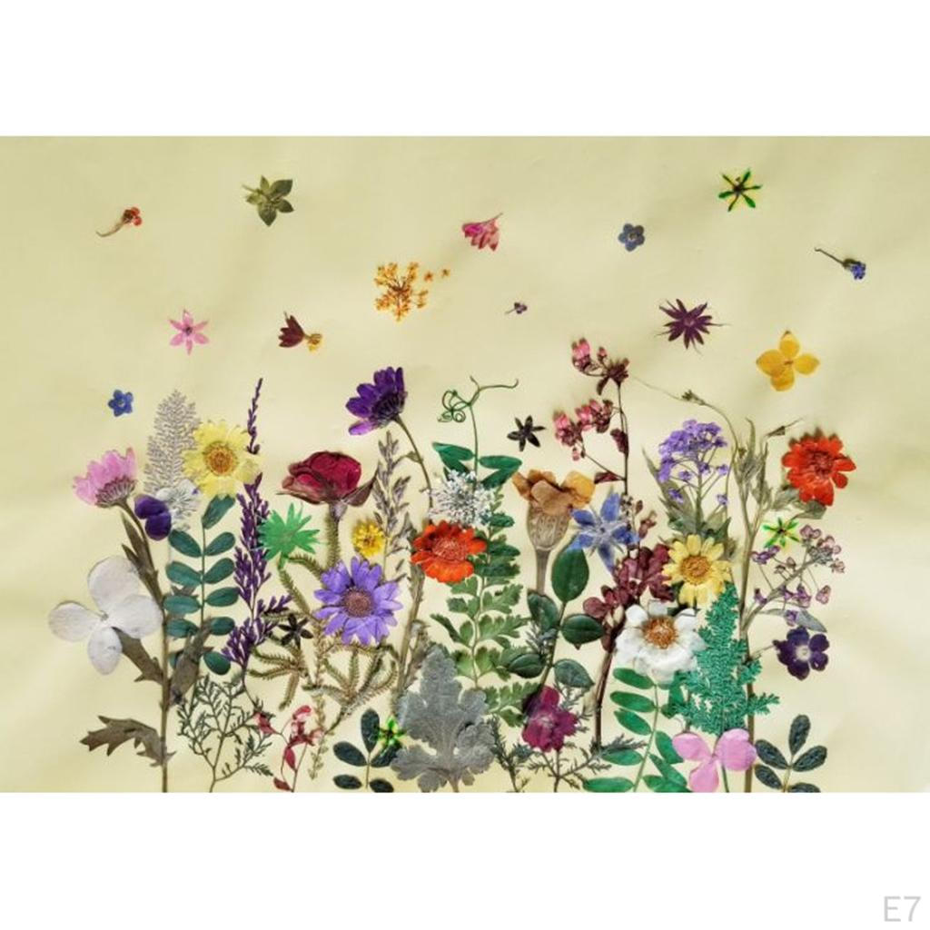 6 Natural Dried Flower Embellishment Case Decor