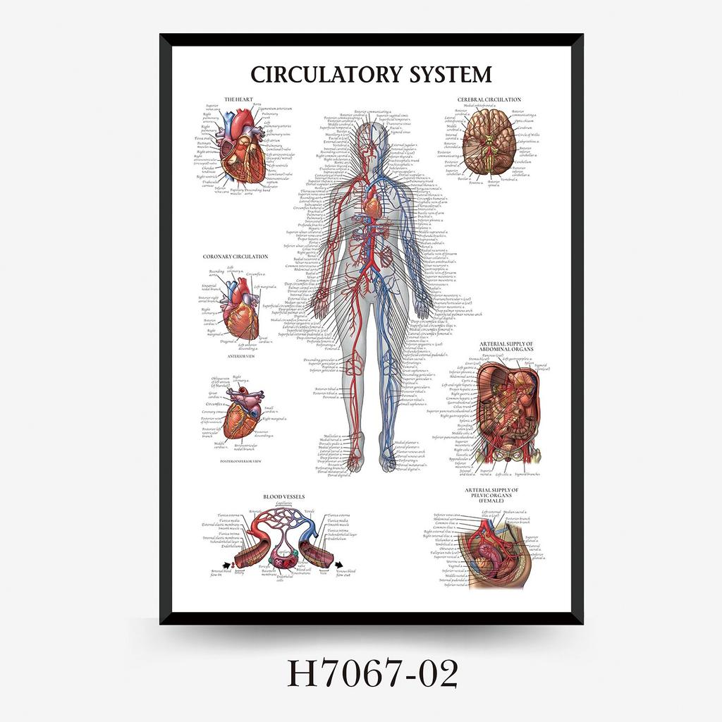 Human Tissue Structure Muscle Gym Medical Education Decorative Canvas Painting Poster Wall Art for Home Decor