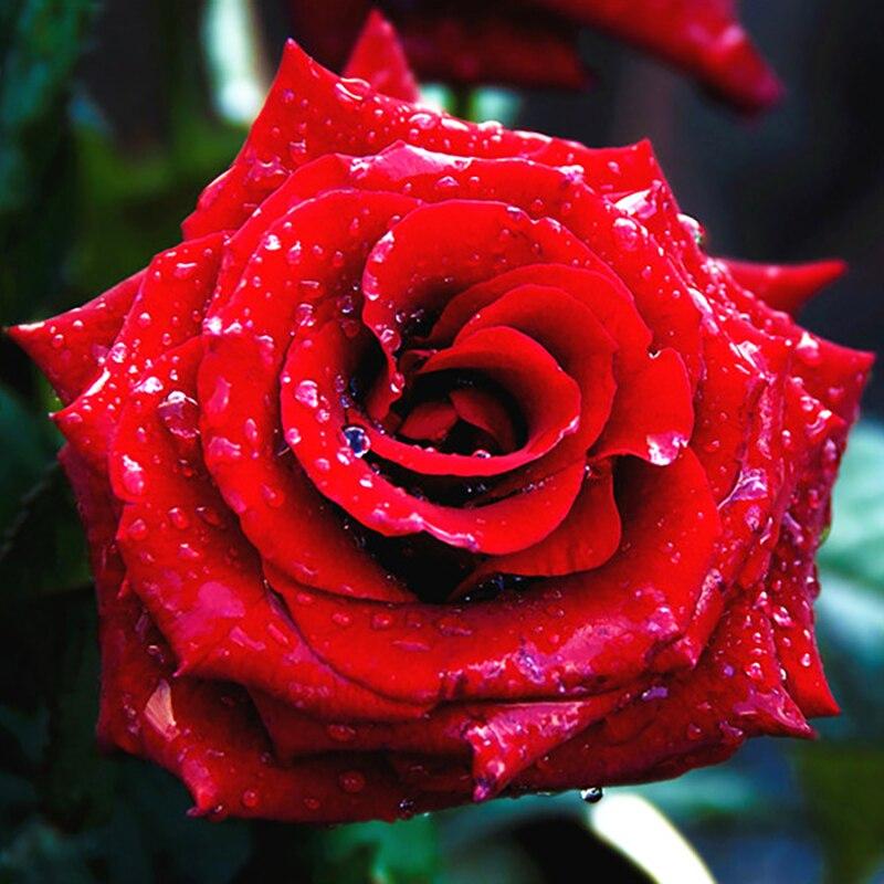 5D DIY Diamond Painting Rose Flower Diamond Embroidery Fresh Flowers Cross Stitch Full Round Drill Manual Home Decor Gift
