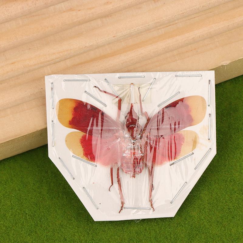 

Настоящие экземпляры цикад Насекомые Орнаменты Декоративные картины Домашний декор Скульптура Таксидермия 1Pc