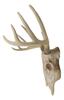 Ebros Gift Rustic Hunter Deer Back Skull Trophy Antler Wall Hanging Decorative Frame Trophy Ornament Inches Hunter Antler Rack Theme Deer Hunting