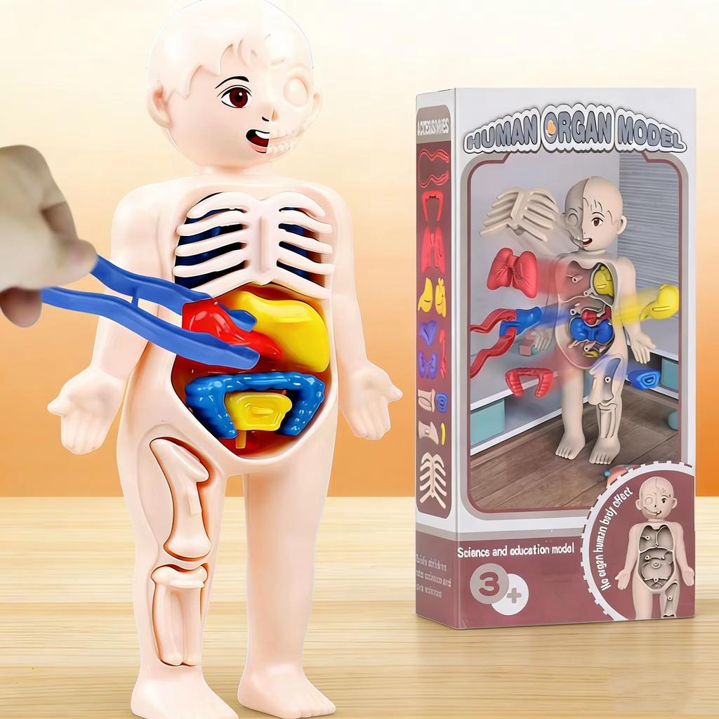 Montessori Modell des menschlichen Körpers Organe Anatomie DIY Bauspielzeug Kinder Wissenschaftliche Bildung Medizinisches Lehrmittel Frühes Lernen Educ