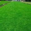 Suzhou Natural Lawn with Manila and Taiwan Grass for Villa Courtyard Gardens