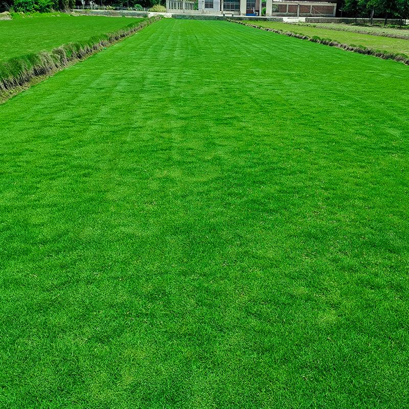 Suzhou Natural Lawn with Manila and Taiwan Grass for Villa Courtyard Gardens