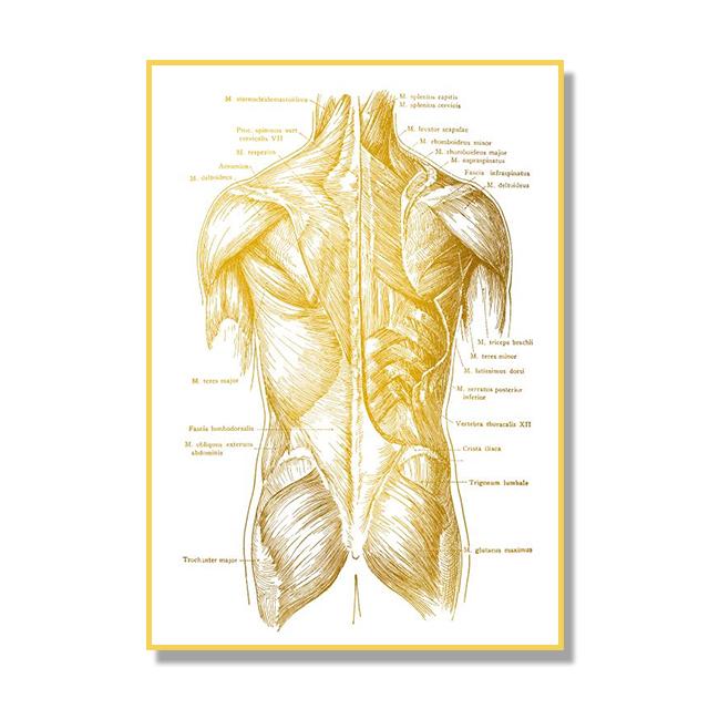 Human Organ Bone Tissue Structure Poster Golden Nordic Retro Style Canvas Painting Living Room Wall Art Prints Modern Home Decor No Frame