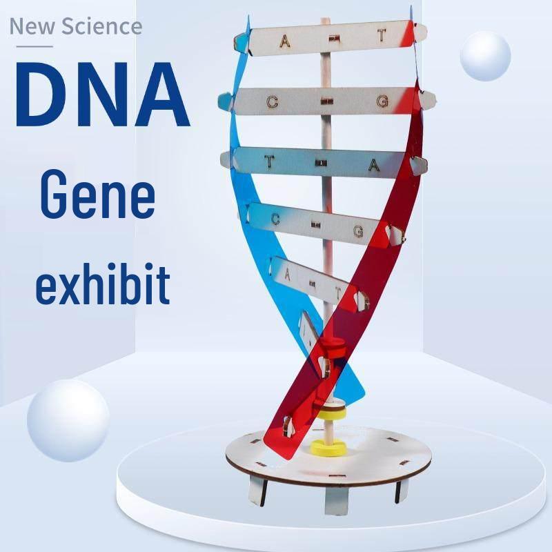 DIY Double Helix DNA Model: Human Genes & Stem Cell Teaching Aid