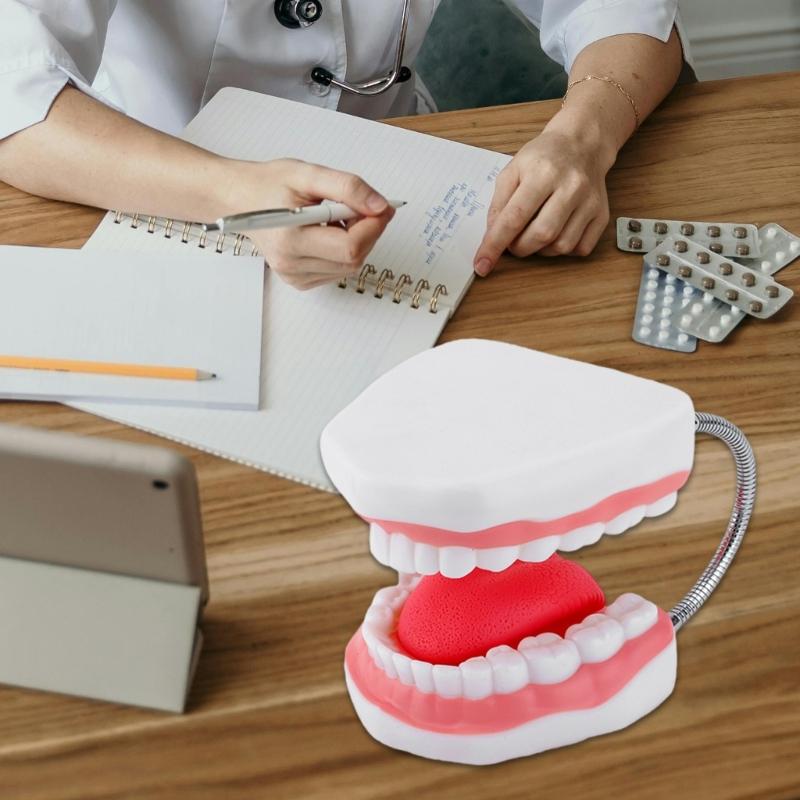 Human Teeth Model with Removable Tongue Enlarged Teeth Tongue Anatomical Model Educational Teaching Aids