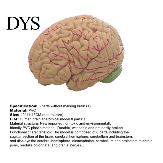 Modello Umano Cerebrale Accurato Simulazione 8 Parti PVC Dimensione Naturale Strumento Didattico di Anatomia per Aula