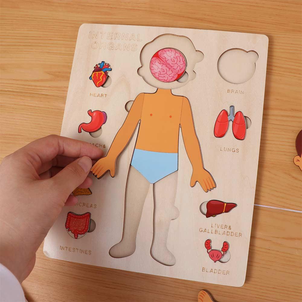Boys Girls Wooden Human Body Puzzle Educational Anatomy Jigsaw  Cognitive Teaching Aids
