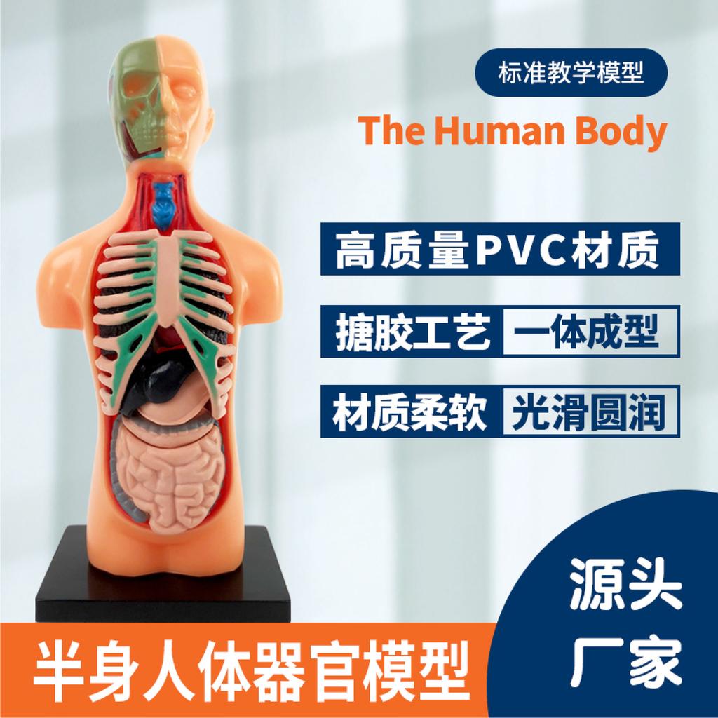 Medizinisches menschliches Organskelett-Modell, Struktur zusammengebaut, pädagogisches Spielzeug für die Früherziehung