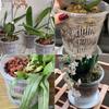 Clear Plastic Pots Saucers Guides Root Growth Internal Air Circulation