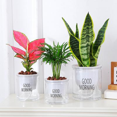 Lazy Hydroponic Flower Pot Automatic Water-Absorbing Flowerpot Transparent