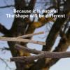 Parrot Perch Bird Cage Accessories Bird Wooden Branches Tree Branches Bird Standing Rods Standing Rods Set Bird Toys
