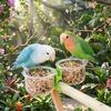 With Clip Bird Cage Feeder Transparent Pet Bird Feeder Parrot Food Bowl  Small Pet Bird