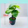 Taro Simulation Leaf Monstera Deliciosa  Artificial Plant Bonsai Decor Indoor