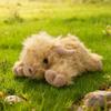 35CM Kawaii Simulation Prone Position Highland Cow Animal Plush Toy Soft Stuffed Cartoon Accompany Hugging Pillow Toy Kids Gifts