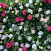 Uflower Flower Wall Roll-Up Hanging Fabric Backdrop Artificial Floral Curtain for Wedding Event Party Decorations