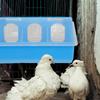Boîte à nourriture pour oiseaux Cage suspendue Accessoires pour perroquets Mangeoire pour calopsittes Fournitures pour animaux de compagnie Volière Distributeur de nourriture pour pigeons Mangeoire suspendue pour oiseaux