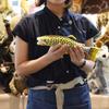 Rainbow trout No. 6047