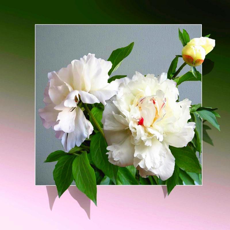 Yeni Varış Elmas Boyama Gül Tam Yuvarlak Matkap Elmas Nakış Satış Çiçek Çapraz Dikiş Ev Dekor Zanaat Kiti