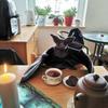 Halloween Plush Bat Stuffed Animal Bashful Toys Furry Gifts For Kids