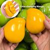 Mango Knasende Klembar Stressball Sprø Fidget Leketøy Håndlaget Klemball Runde Klosser Fylt Asmr Anti-stress Leker For Voksne