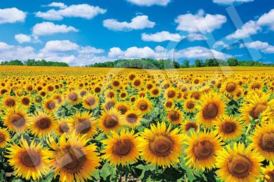 Epoch 1000 Piece Jigsaw Puzzle Japanese Landscape - Sunflower Village Hokkaido (50x75cm) with Glue, Spatula, Score Ticket